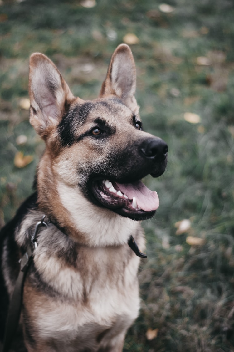 德国牧羊犬母狗多少钱一只幼犬,雌性插图