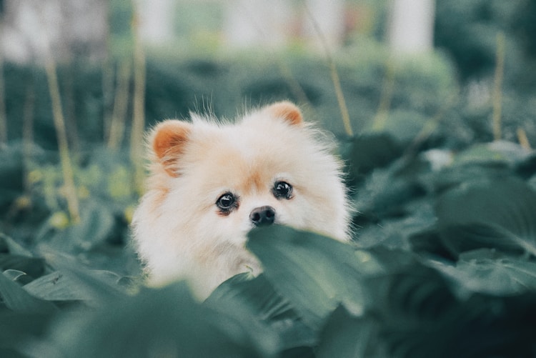 博美成犬每天吃多少狗粮,成犬博美一天喂几次插图