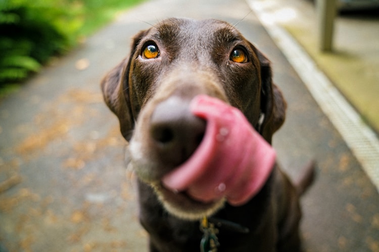 东德牧羊犬母犬标准身高和身长,东德牧羊犬怎么喂养插图