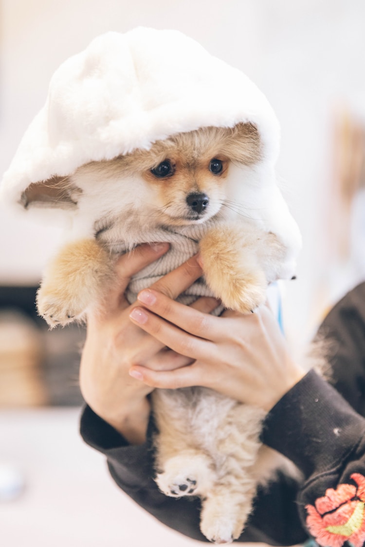 博美成犬每天吃多少狗粮,成犬博美一天喂几次插图2