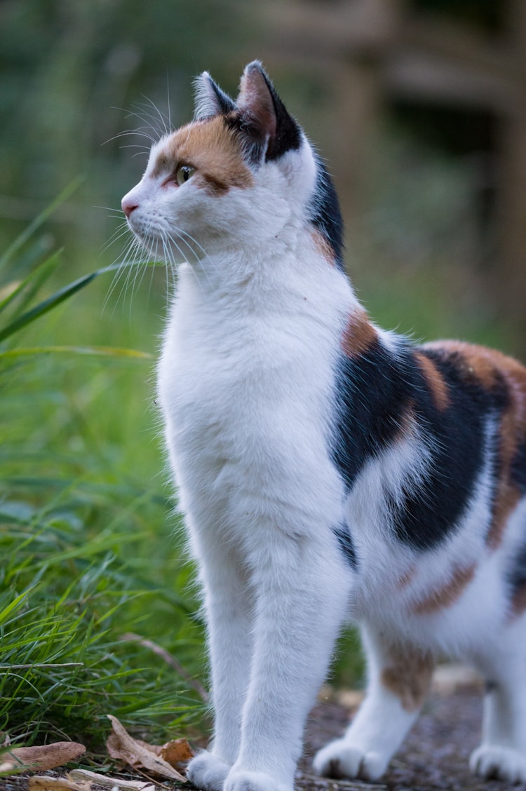 猫三联多少钱一针,猫三联第二针和第一针间隔时间插图