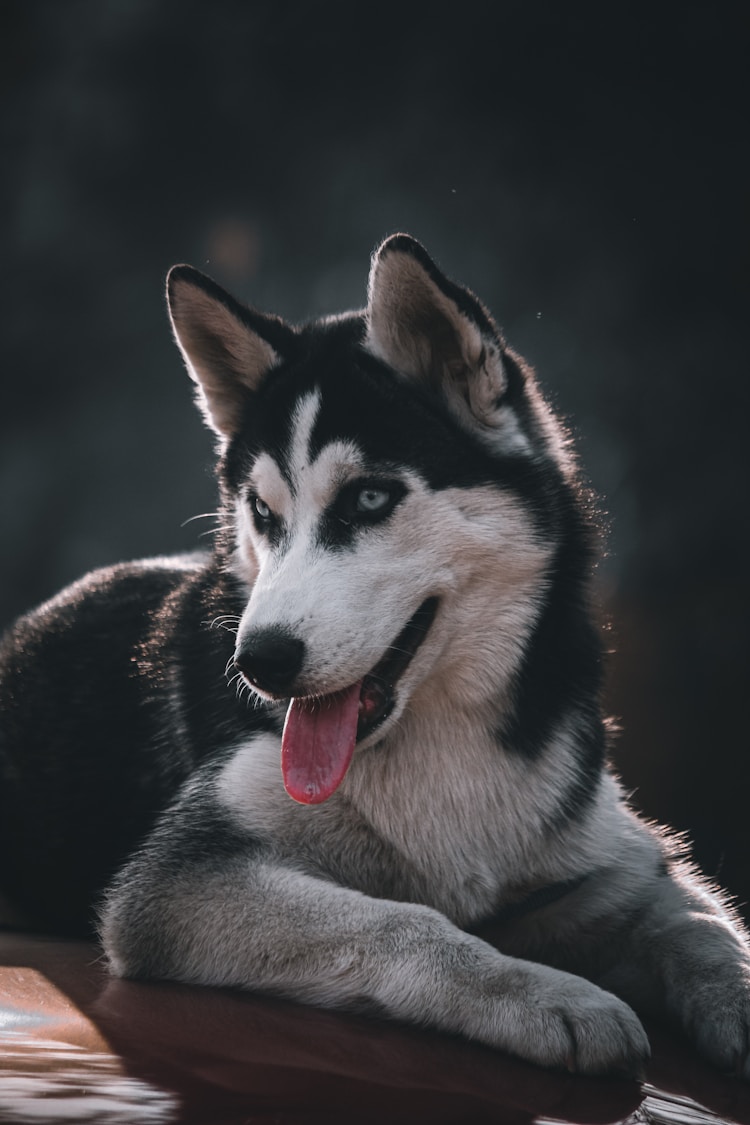 一只哈士奇幼犬多少钱,一只哈士奇多少钱插图