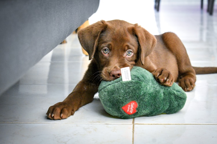 拉布拉多犬有多少钱一只,拉布拉多犬有多少钱一只幼犬插图