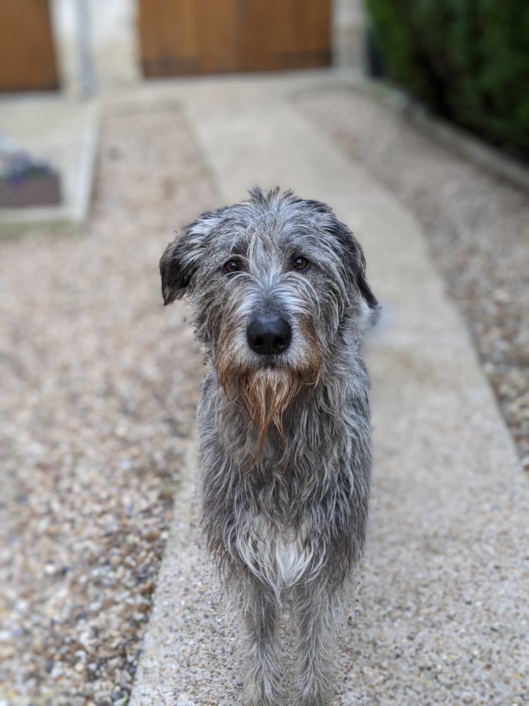 约克夏梗犬多少钱,梗犬多少钱一条插图