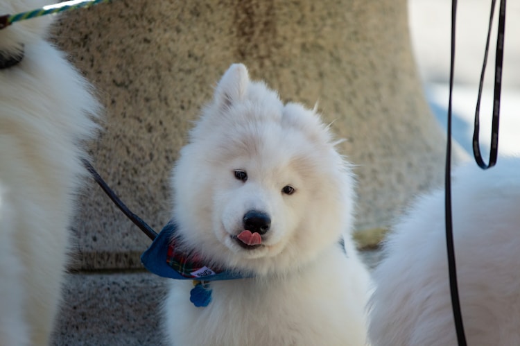 萨摩耶犬多少钱一只,小摩耶犬多少钱一条插图