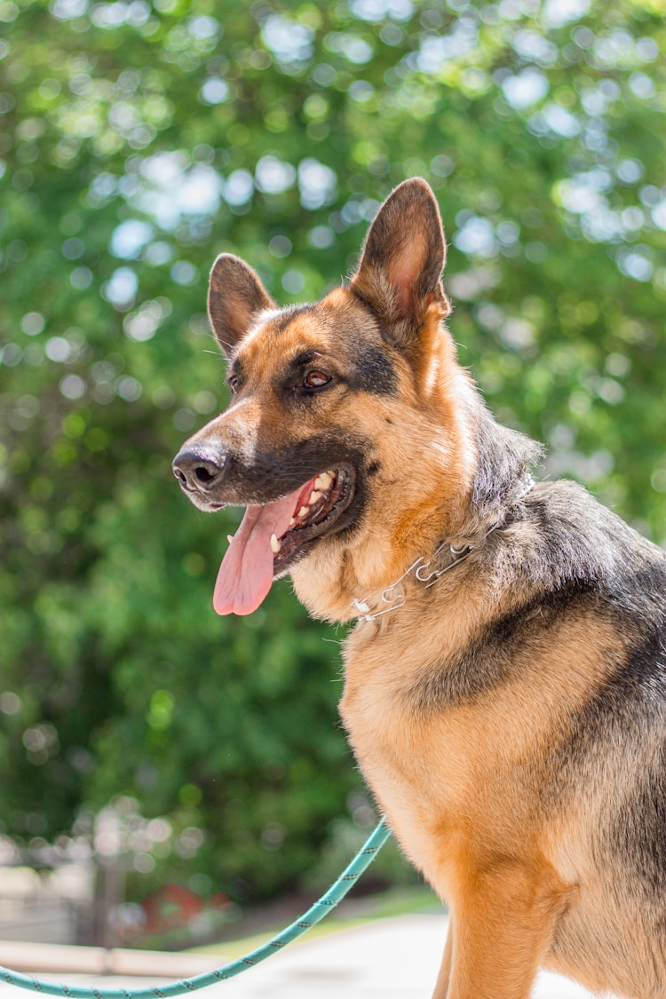 德牧犬三个月多重,德牧三个月多少斤正常插图