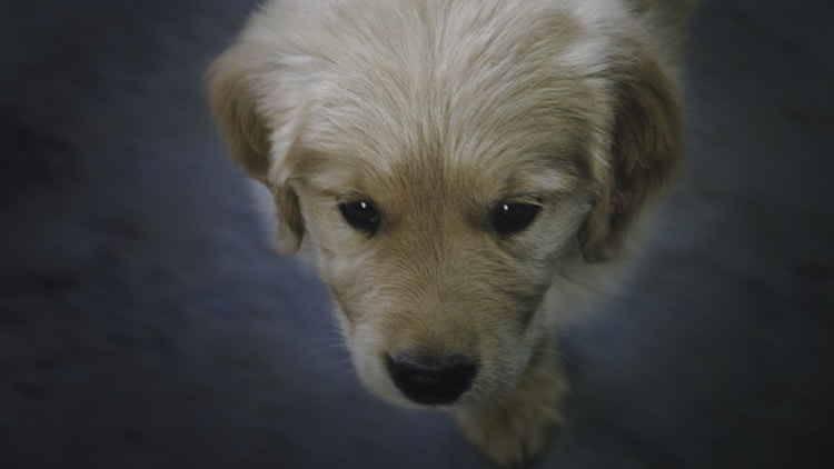 泰迪犬一顿吃多少,泰迪犬一顿饭吃多少插图