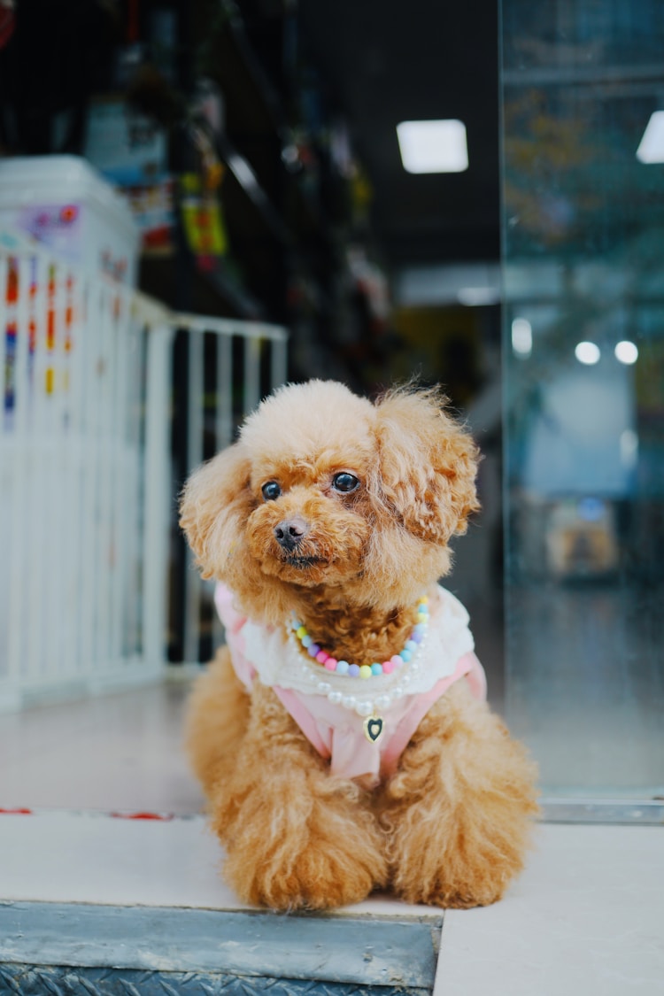 五十天的泰迪吃多少粒幼犬粮,50天泰迪幼犬吃多少狗粮合适插图