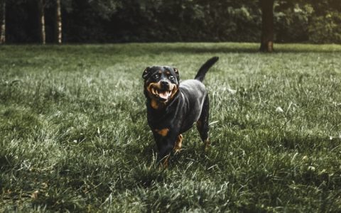 罗威纳专业犬舍,罗威犬价格多少钱一只