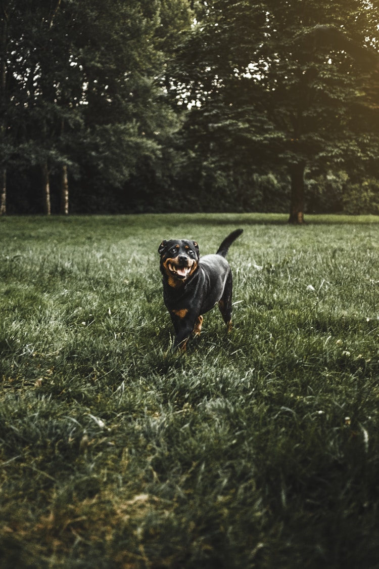 罗威纳专业犬舍,罗威犬价格多少钱一只插图