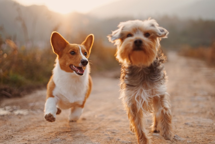 雄狮犬多少钱1只,雄狮狗能长多大插图2