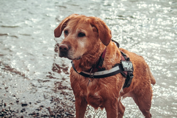 拉布拉多犬有多少钱一只,拉布拉多犬有多少钱一只幼犬插图2