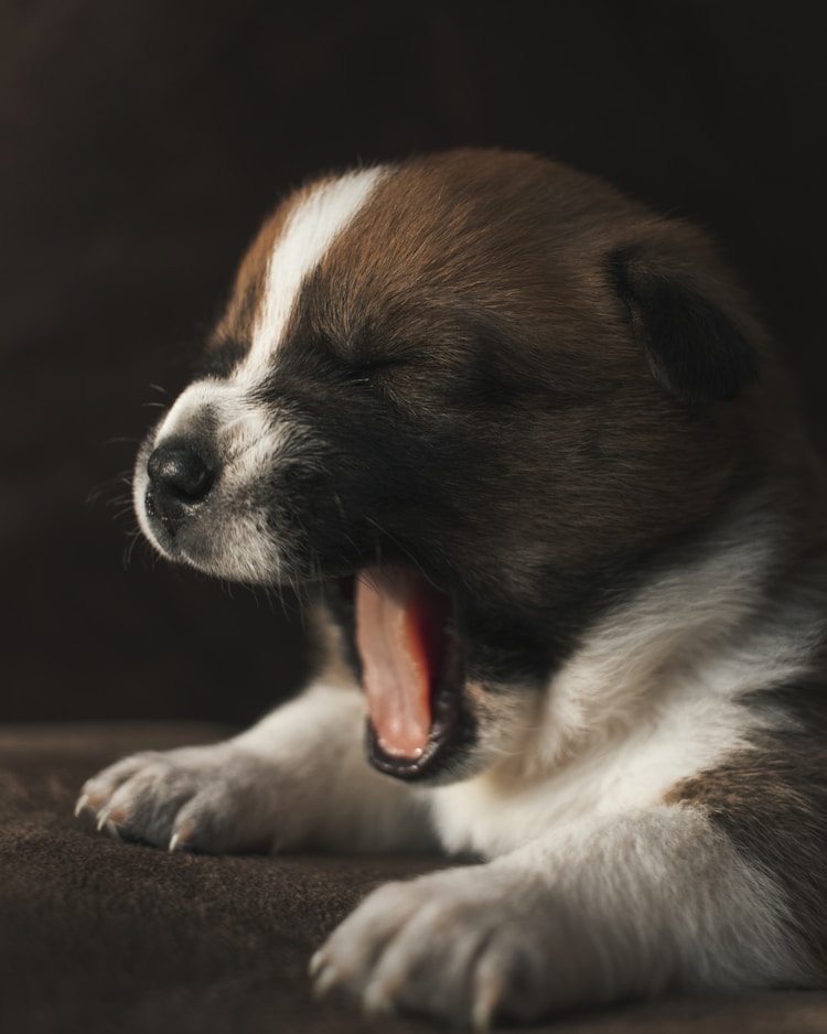 德牧幼犬吃多少狗粮,德牧幼犬吃什么狗粮好插图