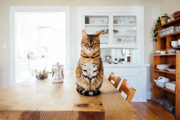 猫咪体温几度算发烧,猫体温多少度是发烧插图