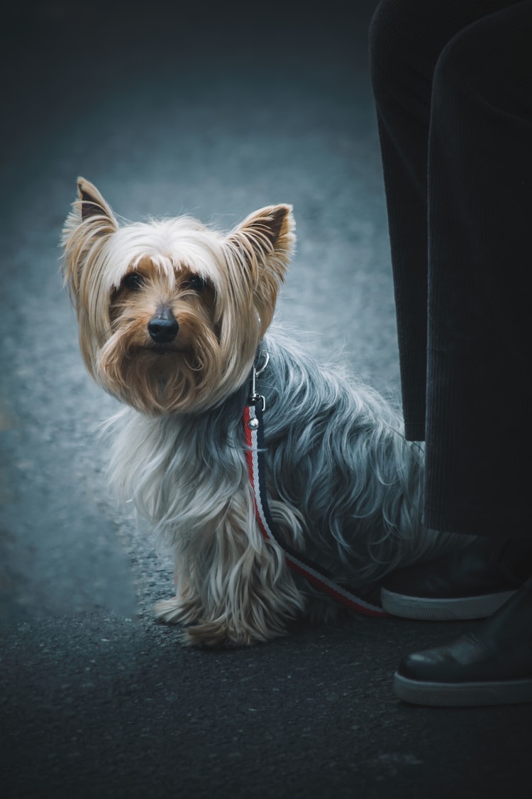 贝林顿梗犬多少钱,贝林顿梗犬的价格参考插图2