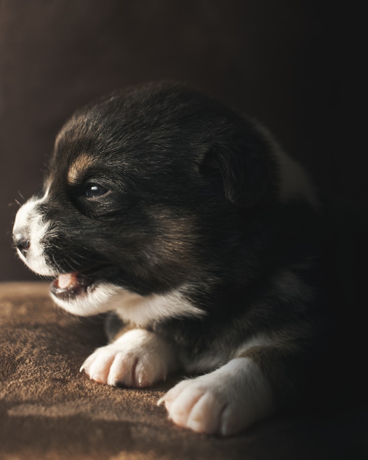 养萨摩耶幼犬吃多少钱的狗粮,养萨摩耶幼犬吃多少钱插图