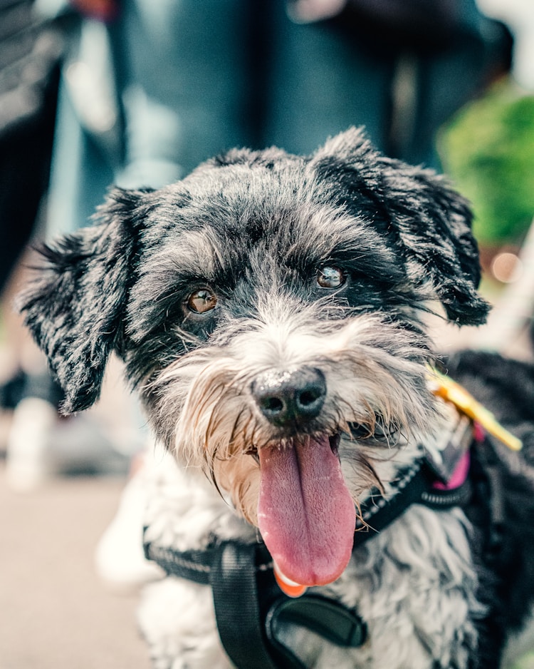 小狗迷你犬,迷你的狗是什么品种插图