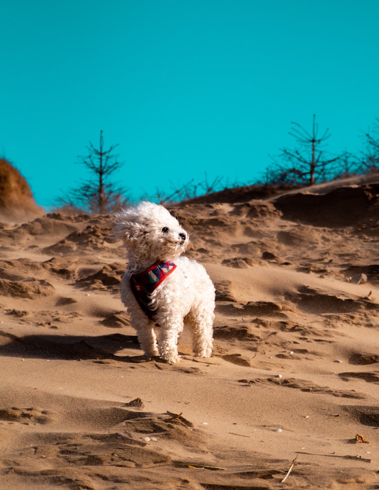 宠物比熊犬的寿命有多长,比熊犬多少钱一只插图2