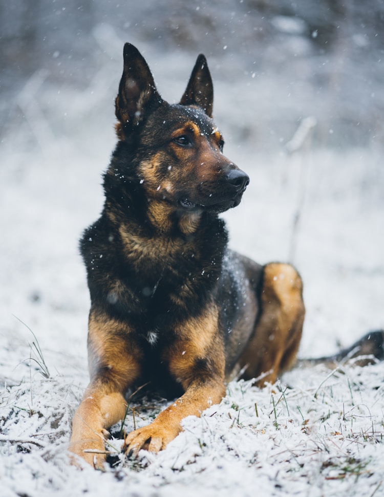 哪里有卖马的市场,我想买马犬哪里有插图2