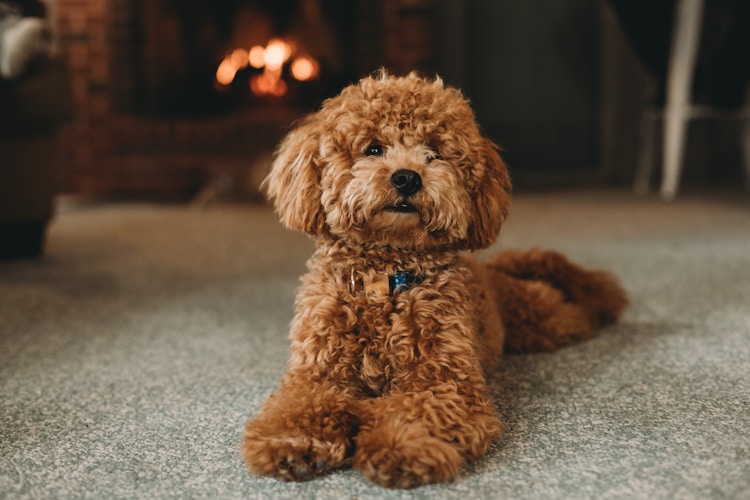 几个月的泰迪算是成犬,泰迪几个月大成年插图2