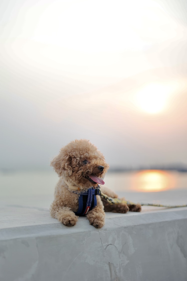 几个月的泰迪算是成犬,泰迪几个月大成年插图