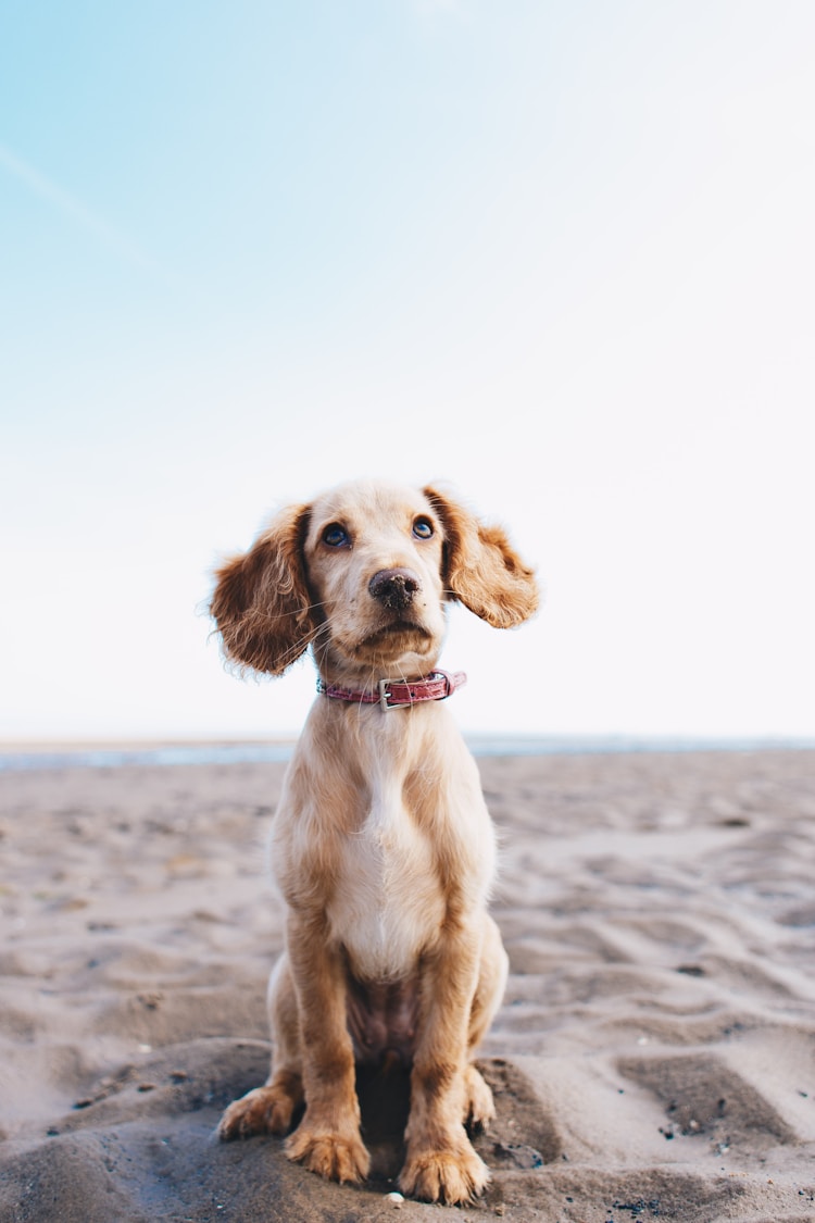 养可卡犬的人多吗,养可卡一个月多少钱合适插图2