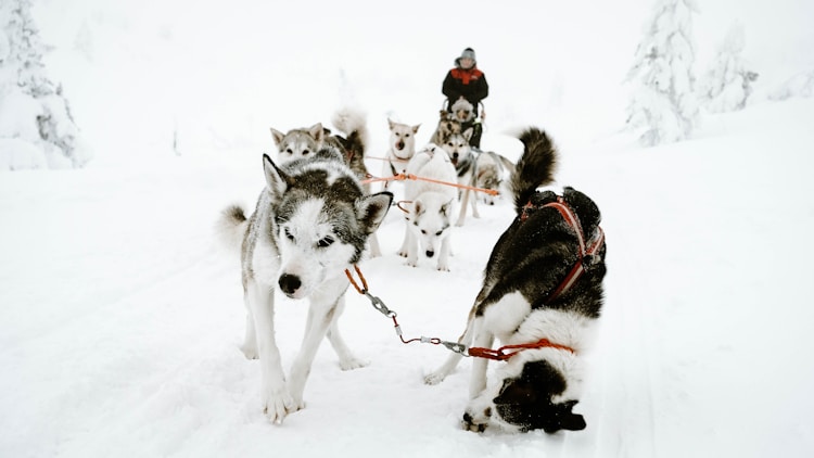 大型雪橇犬多少钱一条,雪橇犬贵吗插图