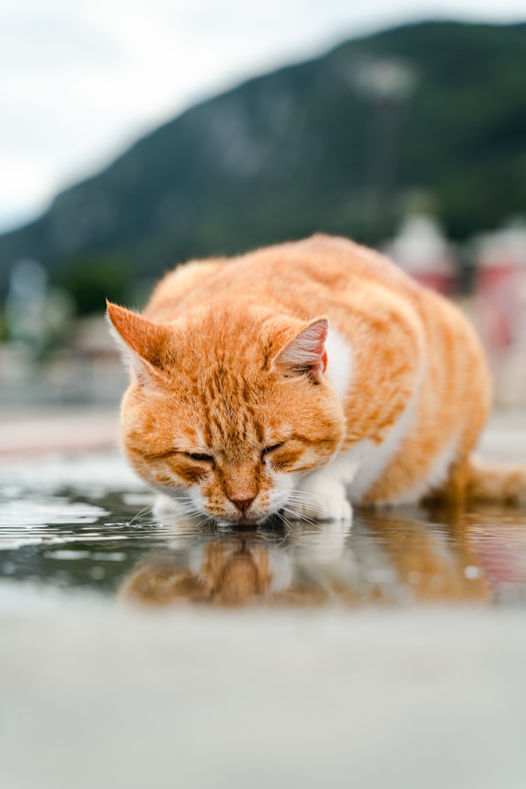 一个月的猫洗澡多少钱合适,一个月大猫洗澡插图