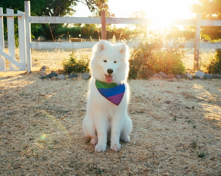 萨摩耶犬,撒牧野狗介绍特征插图