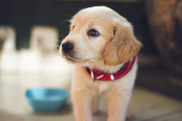 罗威纳幼犬怎么喂食吃多少,罗威纳幼犬的饲养方法插图