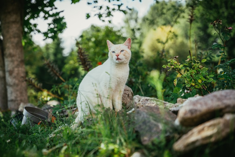 猫全身猫藓还有救吗,猫咪全面体检一次要花多少钱插图