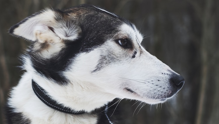 阿拉斯加犬大概多少钱一只,阿拉斯加犬多少钱一只成年犬插图