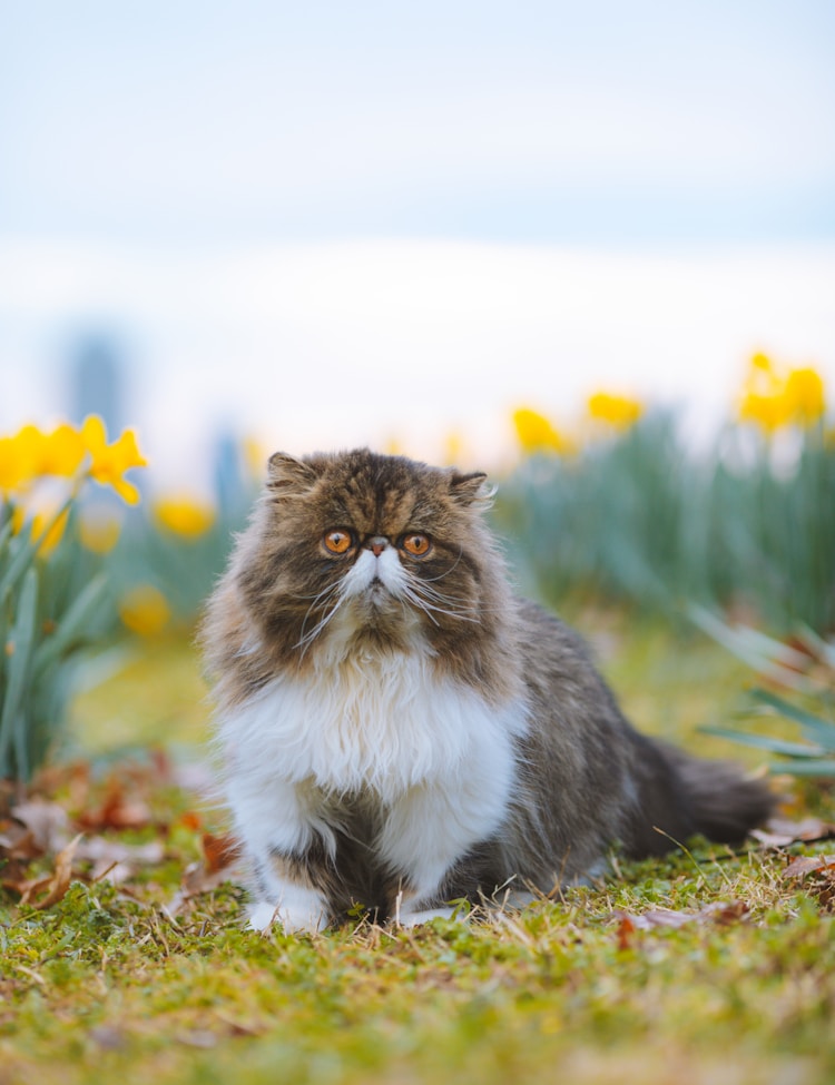 纯种的猫多少钱一只,品种猫一般生几只小猫插图