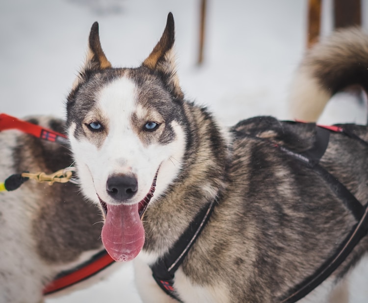 大雪橇犬多少钱一只啊,大雪橇犬多少钱一只幼犬插图