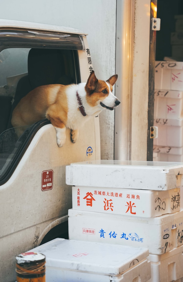 俊介是日本狗吗,日本狗狗品种有哪些插图2