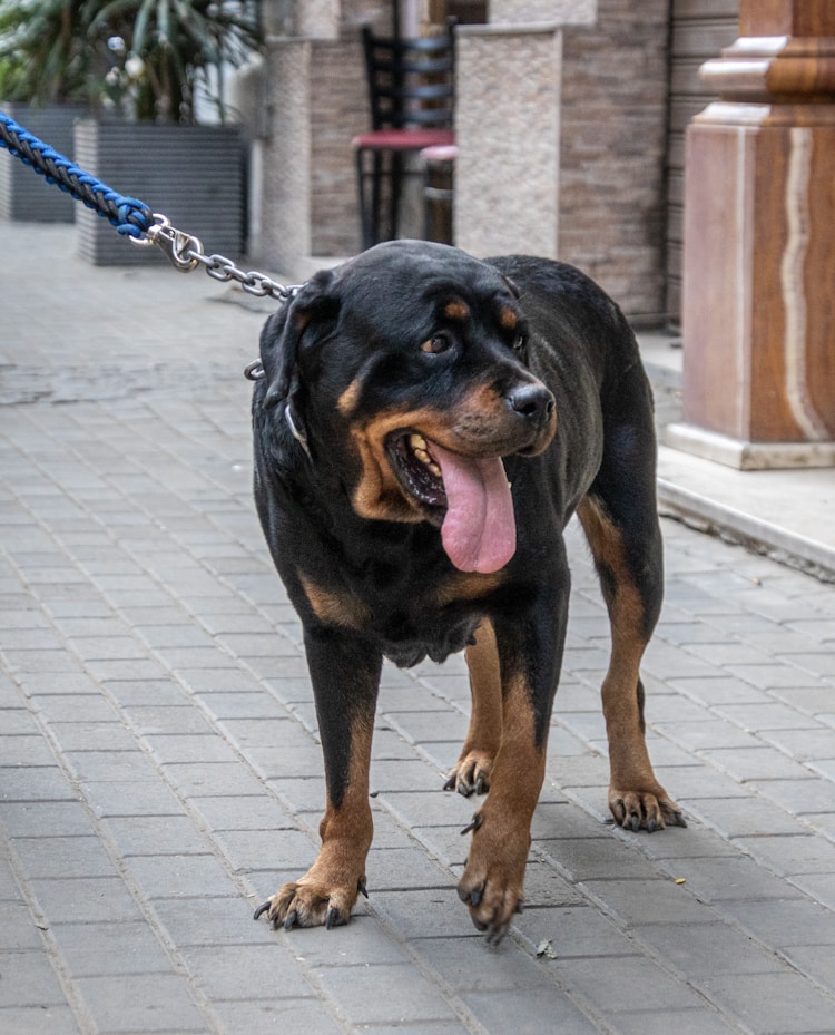 罗威纳一年能长多大,罗威纳犬一年费用插图