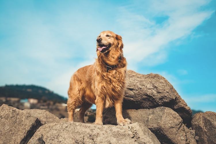 纯一点的金毛多少钱,纯金毛犬多少钱一只插图