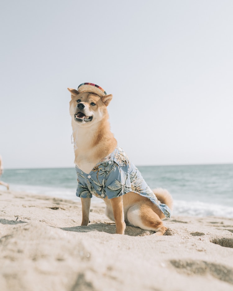 一只纯种秋田犬幼仔要多少钱一只,纯种秋田犬多少钱一只幼崽插图