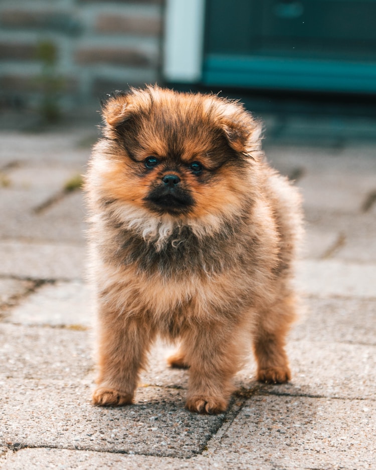 博美幼犬,博美幼犬喂养的正确方法插图2