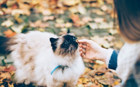 猫咪到底喂多少钱的猫粮,猫要喂多少