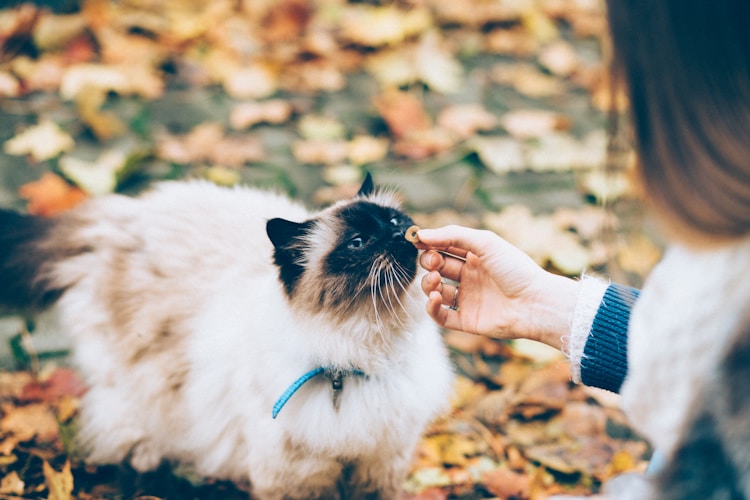 猫咪到底喂多少钱的猫粮,猫要喂多少插图