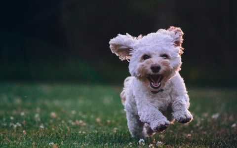 金毛犬驱虫,金毛驱虫多少天打