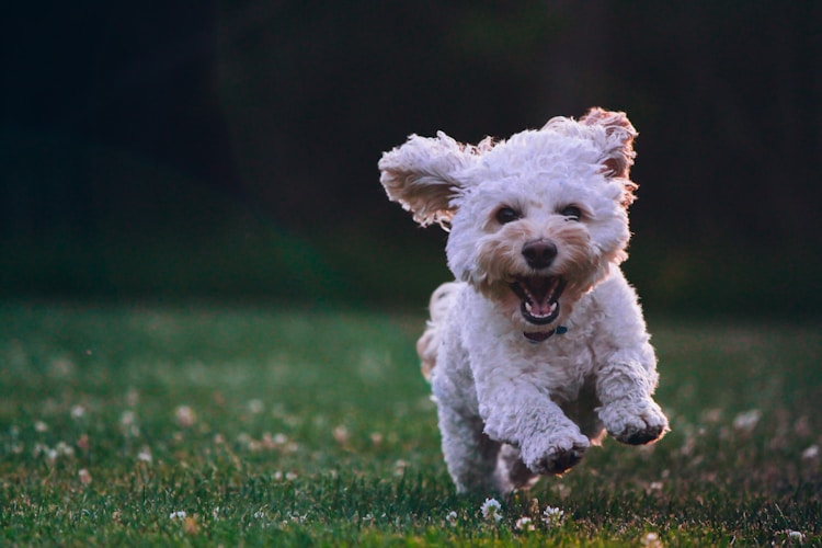 金毛犬驱虫,金毛驱虫多少天打插图