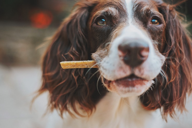 比熊成年犬喂多少狗粮,比熊成年犬喂多少克狗粮插图