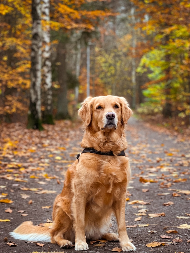 金毛一餐吃多少狗粮,金毛犬喂多少插图