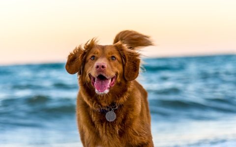 马犬寿命几年,马犬能活到多少岁