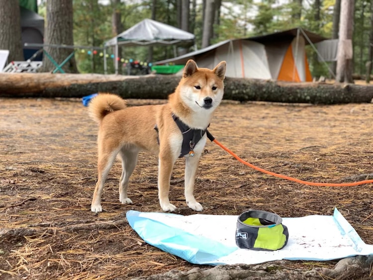 秋田幼犬多少钱一只,秋田犬小狗多少钱一只插图