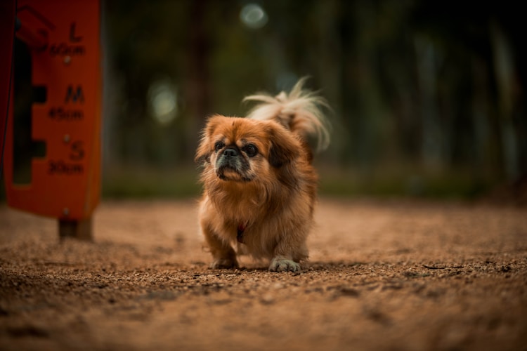 京巴犬纯种的怎么区别,京巴犬在300一只哪里有卖插图2