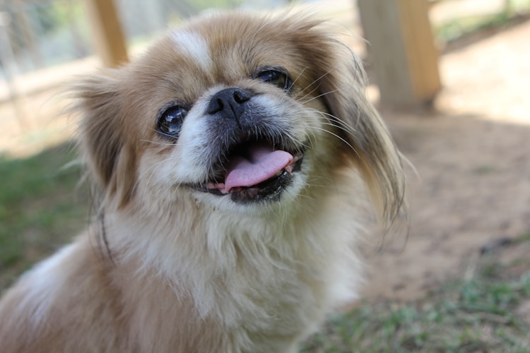 纯种京巴犬价格,京巴犬在300一只哪里有卖插图