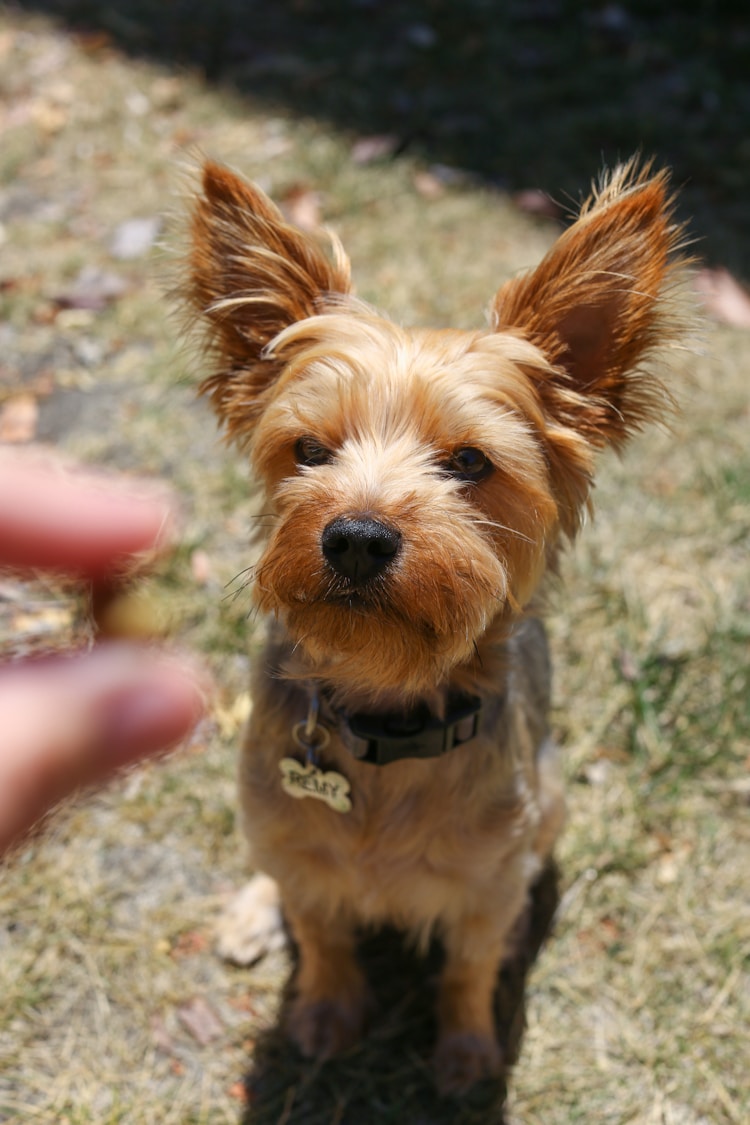 贝灵顿梗凶猛吗,贝灵顿梗犬多少钱插图